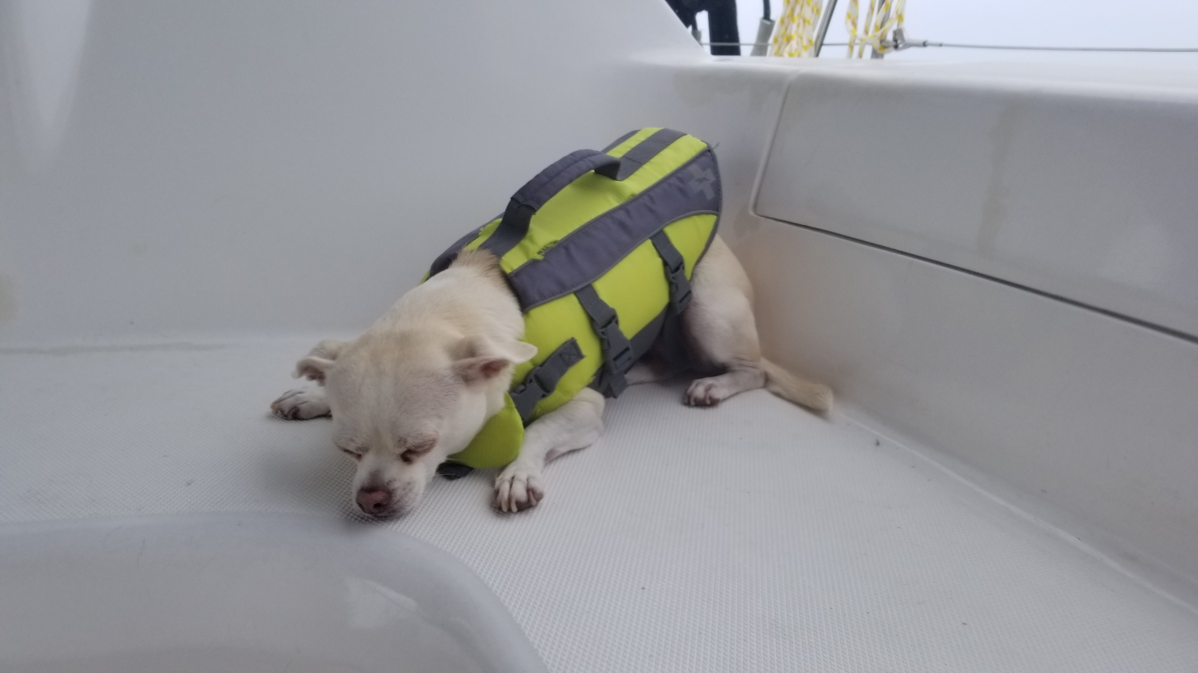 napping pup, sleeping dogs, sailing journey